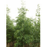 ALNUS spaethii (Aulne de Spaeth)1