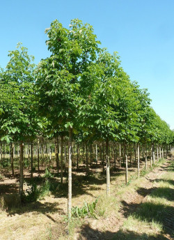 AESCULUS hippocastanum BAUMANNII