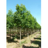 AESCULUS hippocastanum BAUMANNII