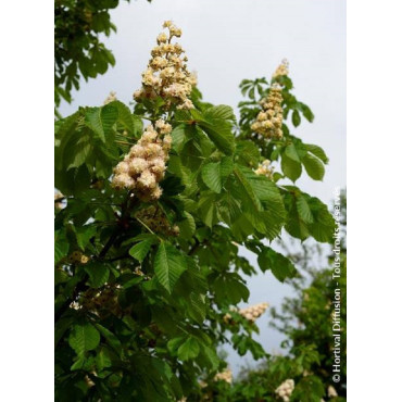 AESCULUS hippocastanumBAUMANNII (Marronnier)