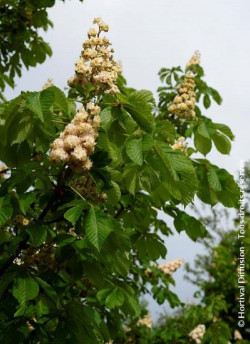 marronnier-dinde-double-baumannii-aesculus-hippocastanum-baumannii-1.jpg