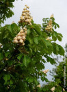marronnier-dinde-double-baumannii-aesculus-hippocastanum-baumannii-1.jpg