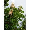 AESCULUS hippocastanumBAUMANNII (Marronnier)