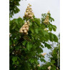AESCULUS hippocastanum BAUMANNII