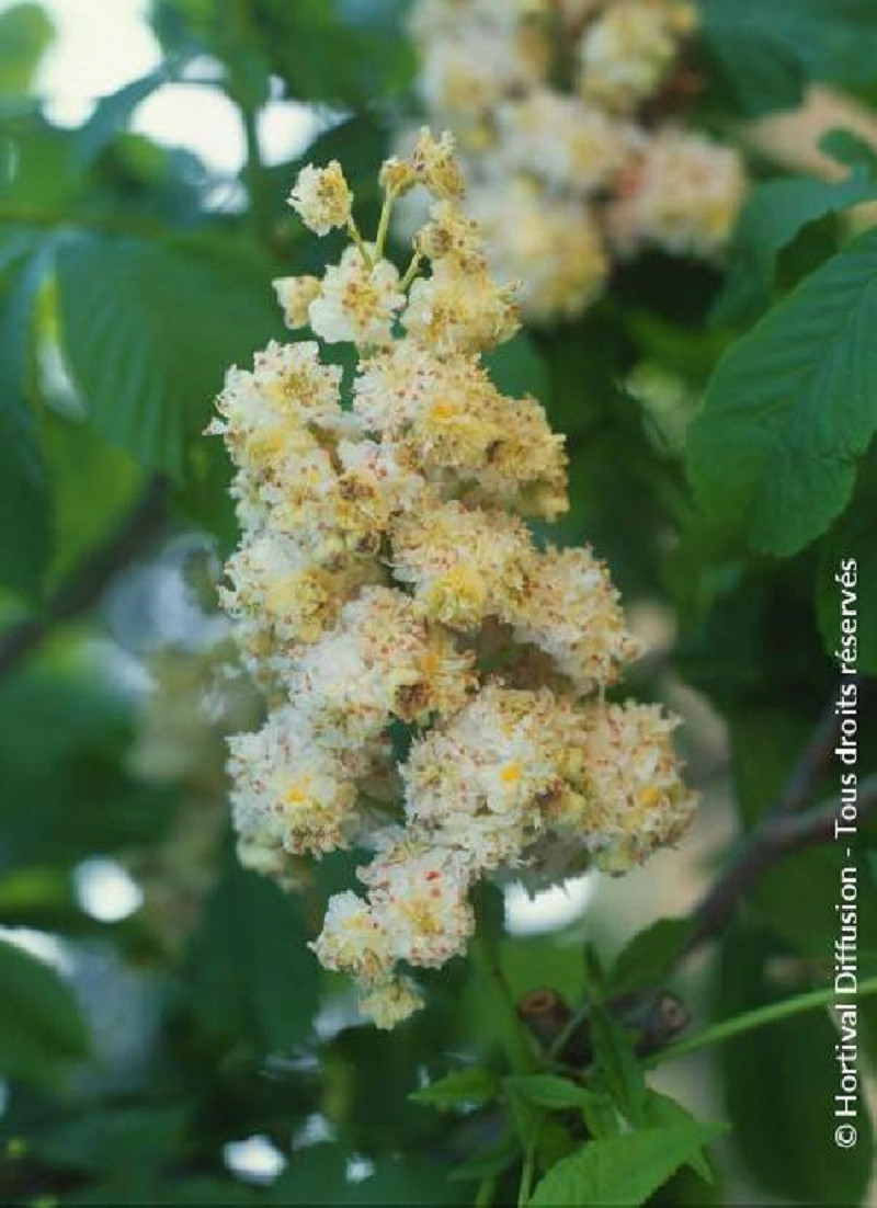 marronnier-dinde-double-baumannii-aesculus-hippocastanum-baumannii.jpg