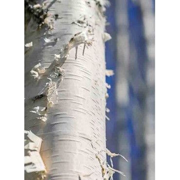 BETULA papyrifera (bouleau à canots, bouleau à papier)