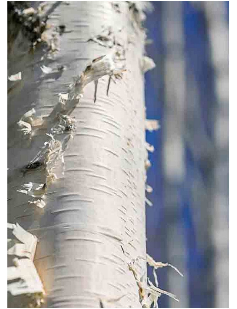 BETULA papyrifera (bouleau à canots, bouleau à papier)