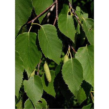 BETULA papyrifera (bouleau à canots, bouleau à papier)1