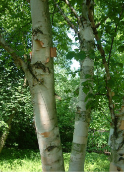 BETULA papyrifera