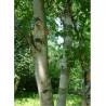 BETULA papyrifera (bouleau à canots, bouleau à papier)2