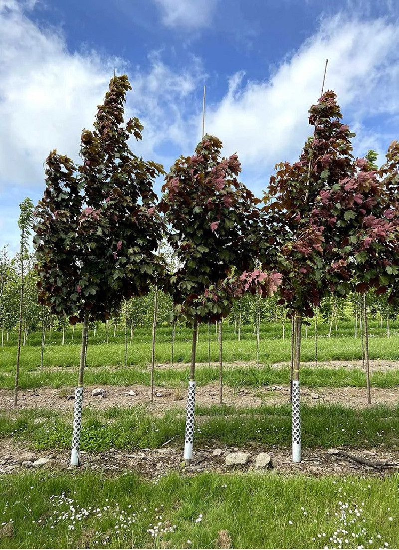 erable-sycomore-spaethii-acer-pseudoplatanus-spaethii.jpg
