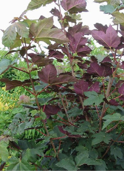 ACER pseudoplatanus SPAETHII