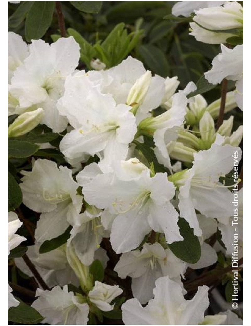 AZALEA repetita WHITE ® (Azalée)