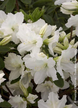 AZALEA repetita WHITE 