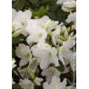 AZALEA repetita WHITE ® (Azalée)