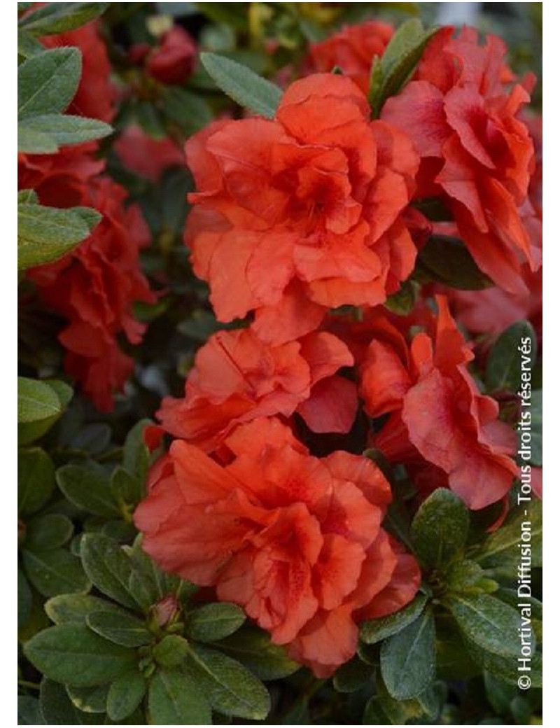 AZALEA REPETITA CORAL AZALEA REPETITA CORAL