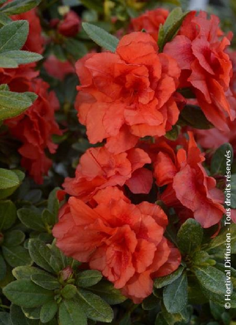 azalee-du-japon-repetita-coral-azalea-japonica-repetita-coral.jpg