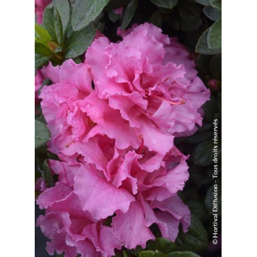 AZALEA repetita PINK® (Azalée)