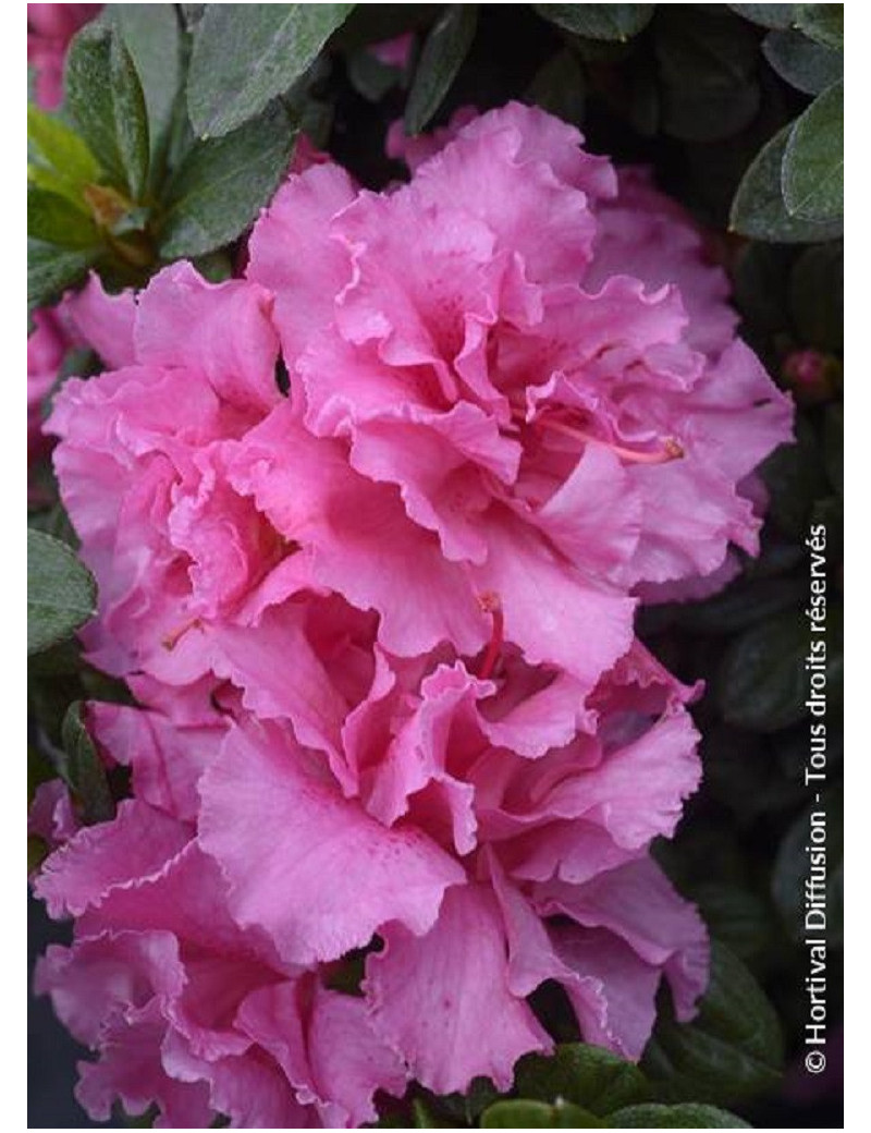 AZALEA repetita PINK AZALEA repetita PINK