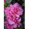 AZALEA repetita PINK® (Azalée)