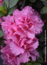 azalee-du-japon-repetita-pink-azalea-japonica-repetita-pink.jpg