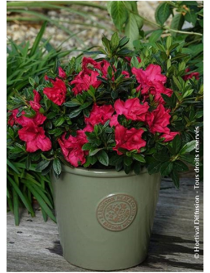 AZALEA repetita RED® (Azalée)