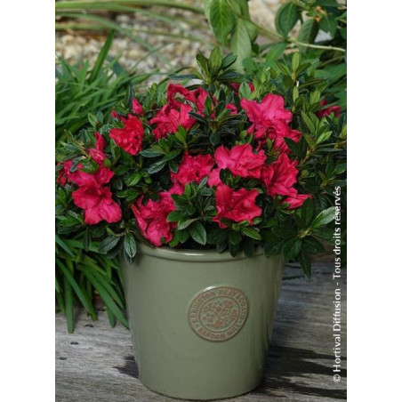 AZALEA repetita RED® (Azalée)