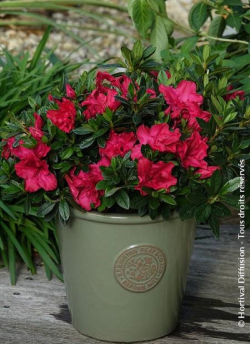 AZALEA repetita RED