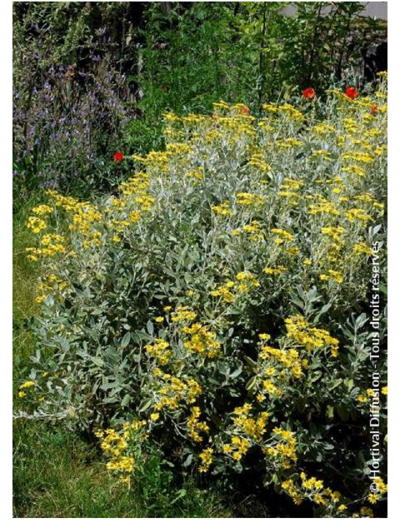 SENECIO compactus DRYSDALE (Séneçon arbustif compact Drysdale)1