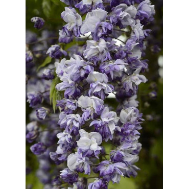 WISTERIA floribunda GRANDE DIVA CECILIA ® (Glycine du Japon)