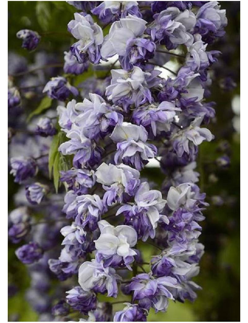 WISTERIA floribunda GRANDE DIVA CECILIA ® (Glycine du Japon)