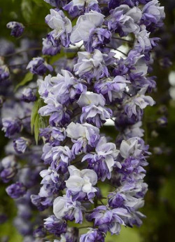 WISTERIA floribunda GRANDE DIVA CECILIA