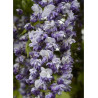 WISTERIA floribunda GRANDE DIVA CECILIA ® (Glycine du Japon)