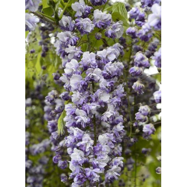 WISTERIA floribunda GRANDE DIVA CECILIA ® (Glycine du Japon)1