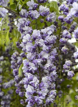 WISTERIA floribunda GRANDE DIVA CECILIA