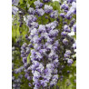 WISTERIA floribunda GRANDE DIVA CECILIA ® (Glycine du Japon)1