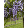 WISTERIA floribunda GRANDE DIVA CECILIA ® (Glycine du Japon)2