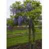 WISTERIA floribunda GRANDE DIVA CECILIA ® (Glycine du Japon)3