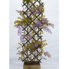 WISTERIA venusta GRANDE DIVA BARBARA ® (Glycine gracieuse)4