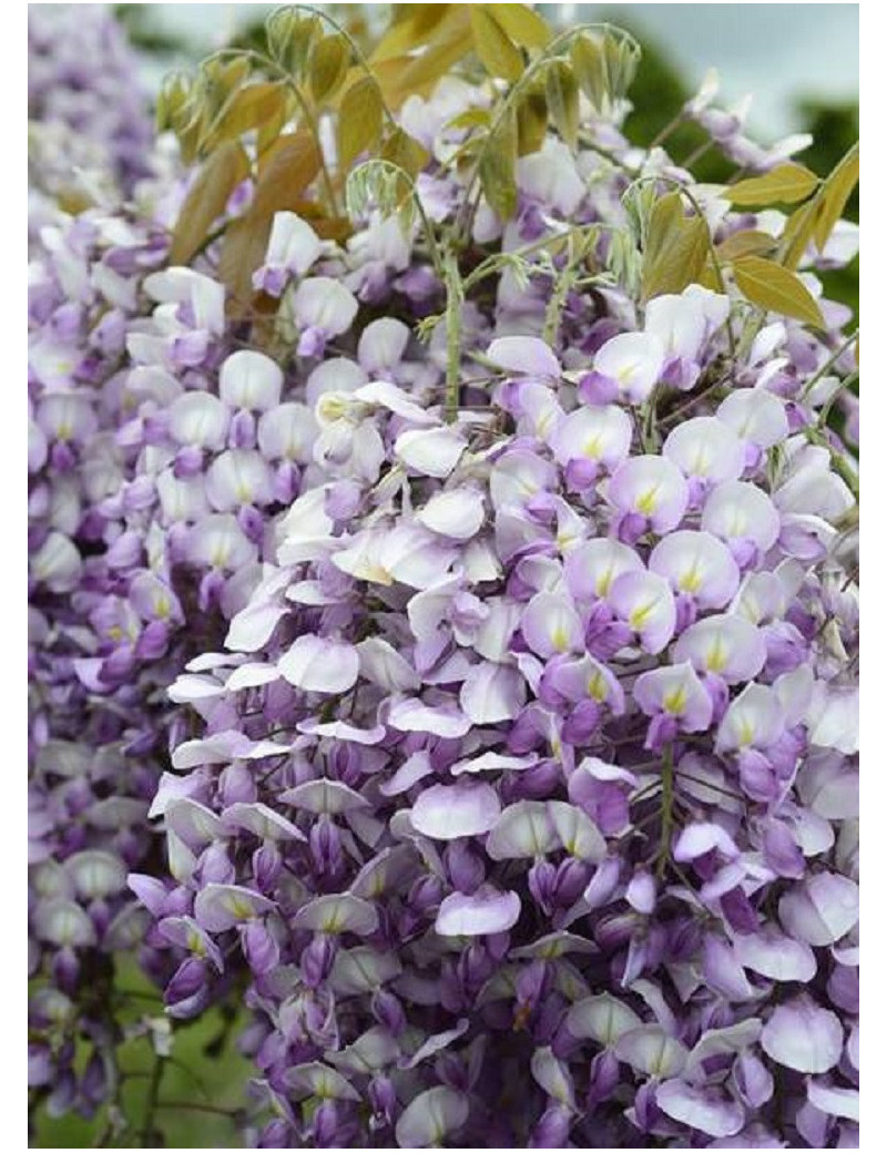 WISTERIA venusta GRANDE DIVA BARBARA ® (Glycine gracieuse)