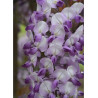 WISTERIA venusta GRANDE DIVA BARBARA ® (Glycine gracieuse)2