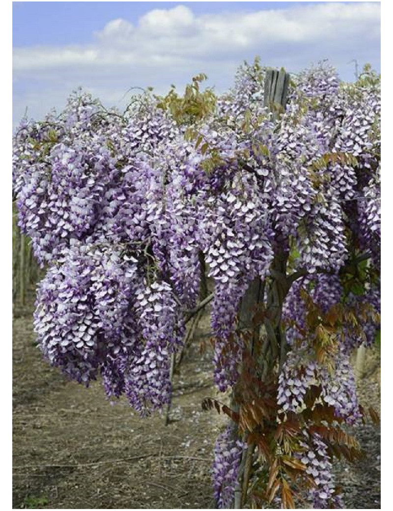 WISTERIA venusta GRANDE DIVA BARBARA® (Glycine gracieuse)