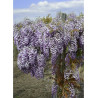 WISTERIA venusta GRANDE DIVA BARBARA ® (Glycine gracieuse)3