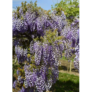 WISTERIA venusta GRANDE DIVA NATHALIE ® (Glycine gracieuse)4