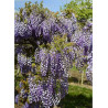 WISTERIA venusta GRANDE DIVA NATHALIE ® (Glycine gracieuse)4