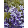 WISTERIA venusta GRANDE DIVA NATHALIE
