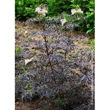 SAMBUCUS nigra BLACK LACE cov (Sureau noir Black Lace)4