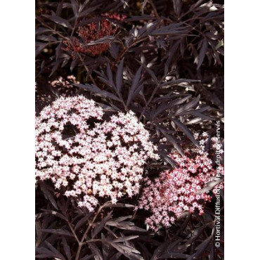 SAMBUCUS nigra BLACK LACE cov (Sureau noir Black Lace)