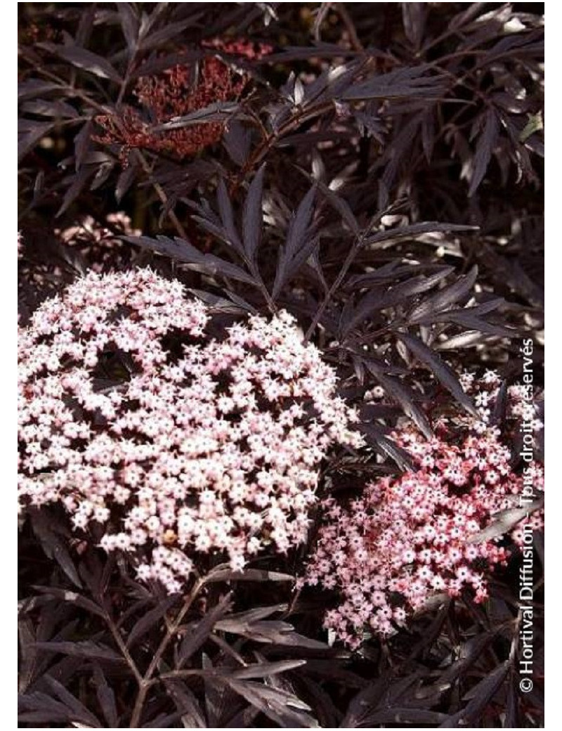 SAMBUCUS nigra BLACK LACE cov (Sureau noir Black Lace)