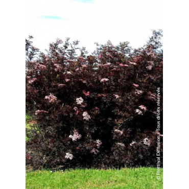 SAMBUCUS nigra BLACK LACE cov (Sureau noir Black Lace)2